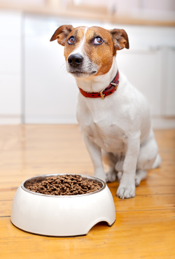 犬 悩み 食が細い 食いつきが悪い 鹿肉ドッグフード 安心の国産 無添加ドッグフード通販ドッグスタンス